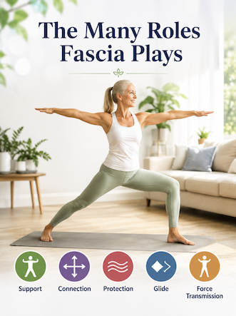 Roles of Fascia