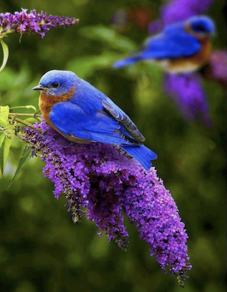 Colorful indigo bird