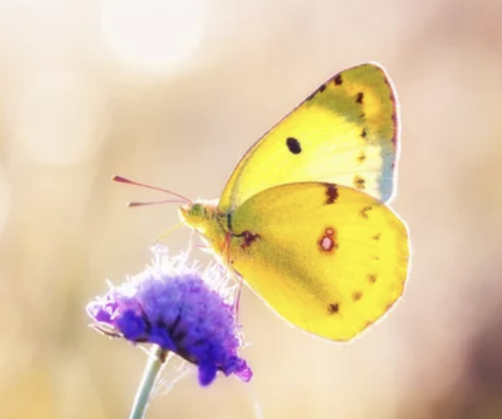 Butterfly - yellow