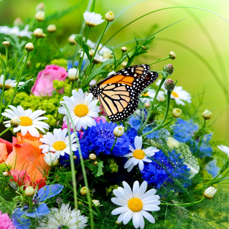 monarch on flowers