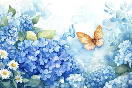 hydrangea illustration