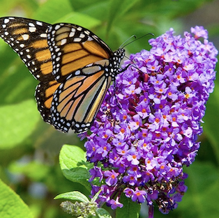 J-B website page Monarch on purple flower
