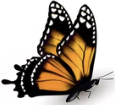monarch butterfly