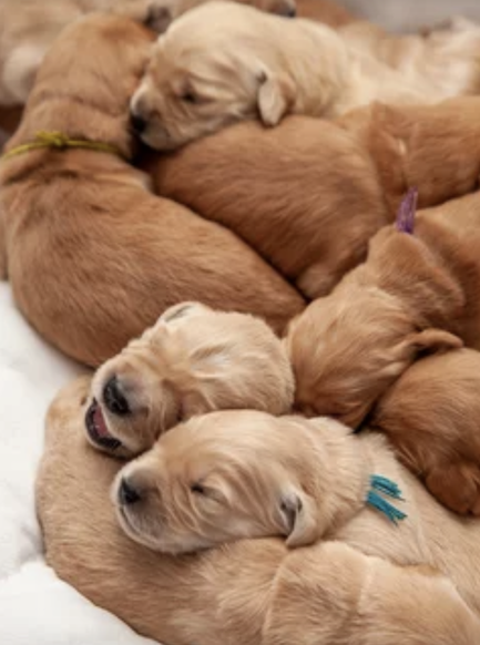 Sleeping puppies