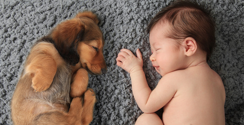 Sleeping Baby Puppy