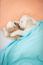 Sleeping Puppy Stuffed Animal