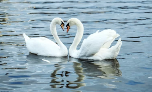 Swans in heart shape